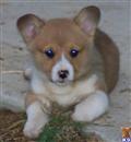 Pembroke Welsh Corgi